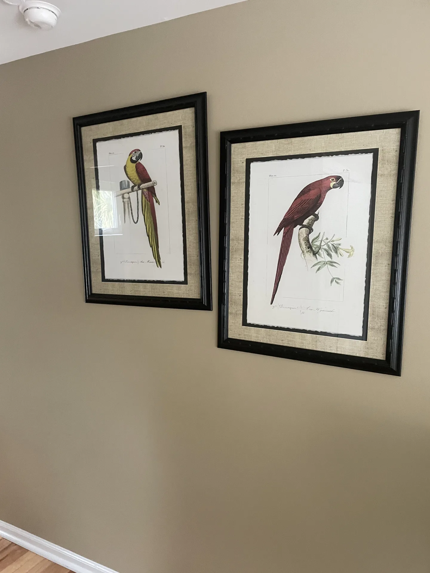 Tropical parrot framed artwork in hallway — coastal decor details
